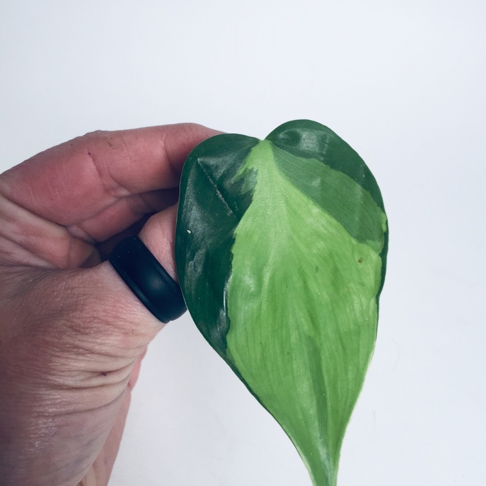 HOUSE PLANT CUTTINGS!! RARE Heartleaf Philodendron BRASIL Cutting, + many others - Picture 5 of 10